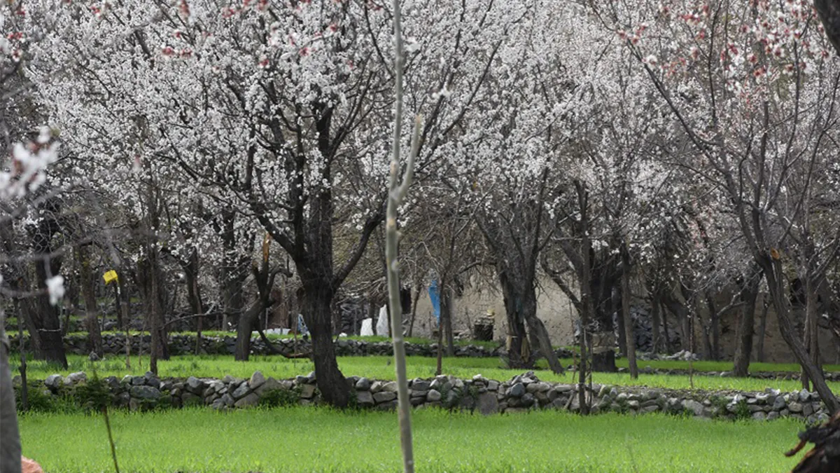 Apricot Blossom Festival of Kargil Ladakh begins on April 8