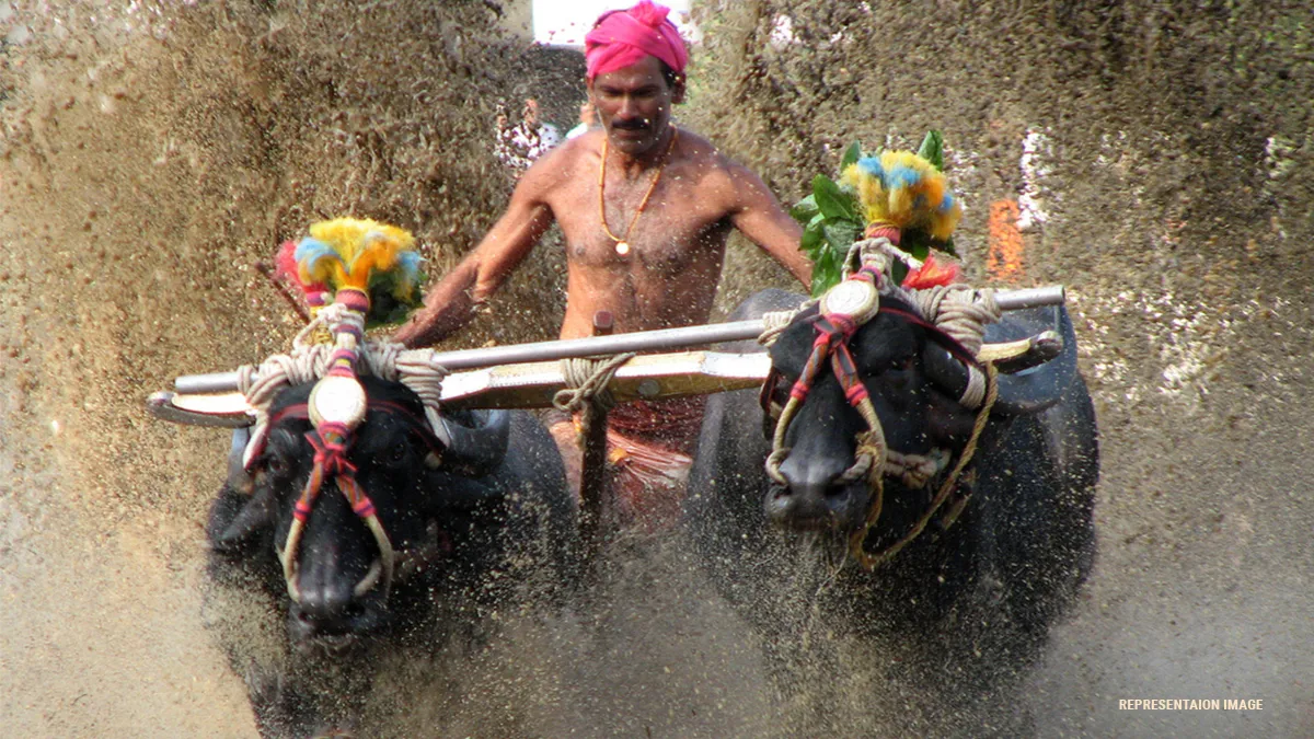 First competitive ‘kambala’ - slush track buffalo race, to be held at the Palace Grounds in Bengaluru from November 25