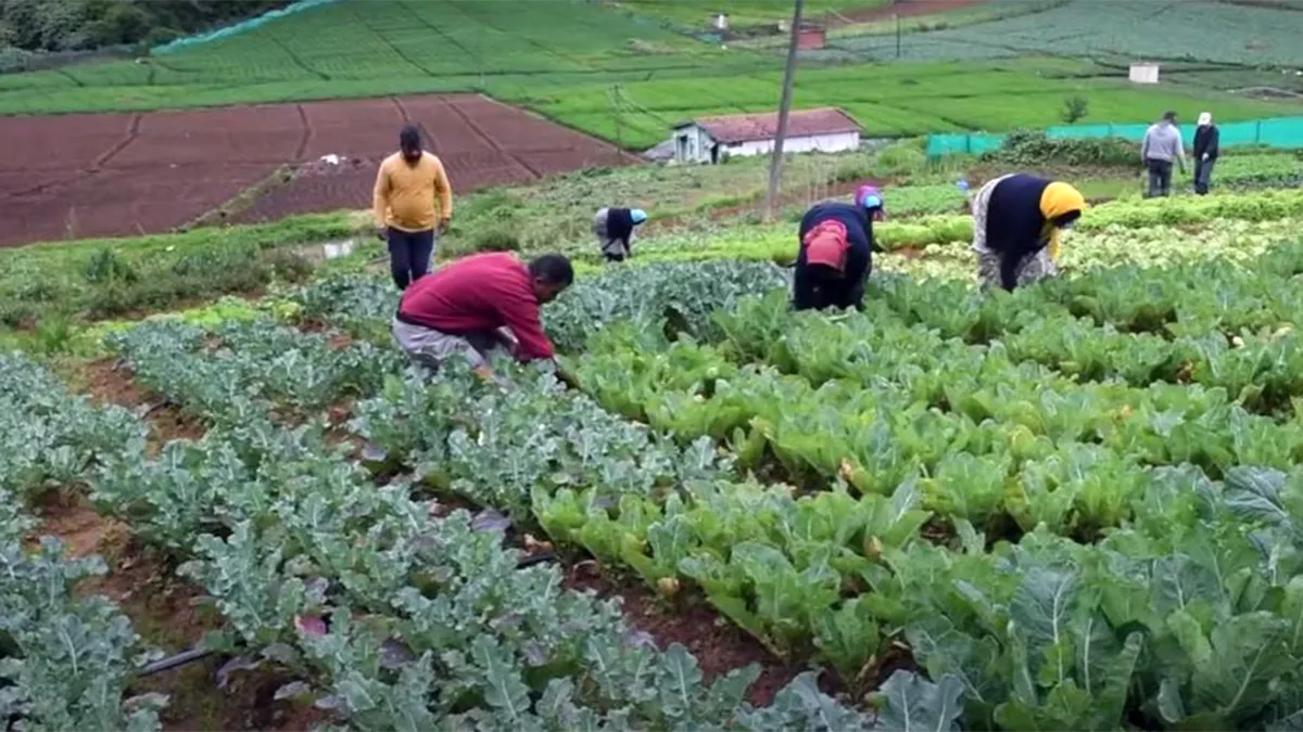 Organic farming in India rises with people becoming more conscious of healthy diet