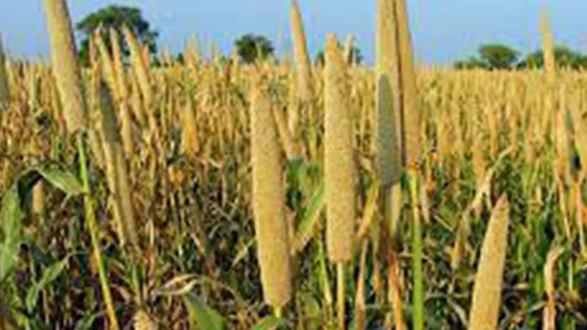 An exhibition of millet and millet-related goods got underway on Wednesday in Kakkanad, Ernakulam