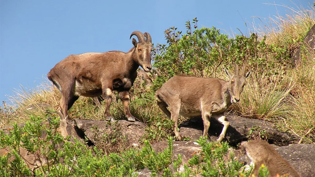 Tamil Nadu celebrated the first ‘Nilgiri Tahr Day’ on October 7