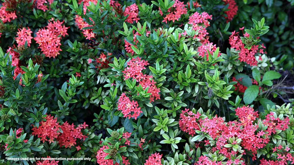 Farm Fest-2024 in Puducherry; 40,000 flowering plants on display at the Botanical Garden