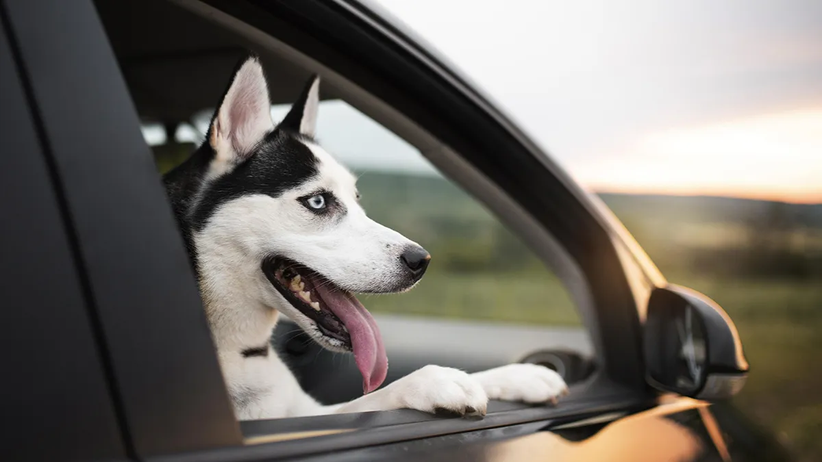 BluSmart launched a pet travel option called Pet Rides 