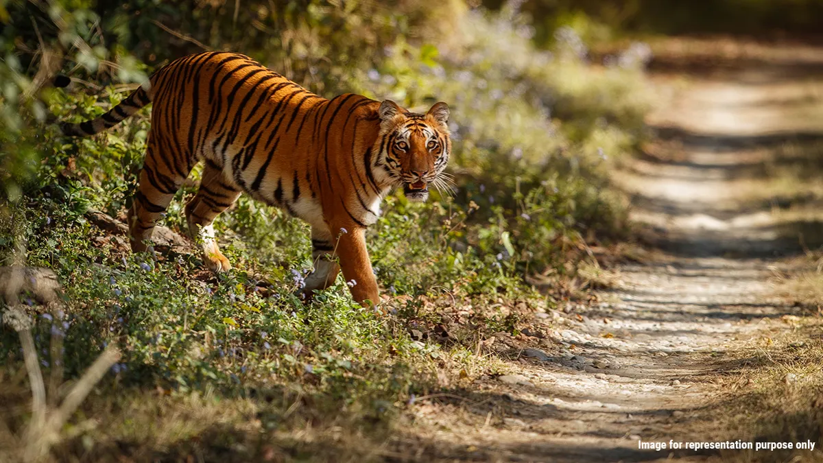 Pench Tiger Reserve in Maharashtra becomes India’s inaugural Dark Sky Park and the fifth in Asia