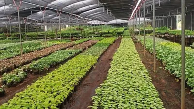 Gromor Food Nursery