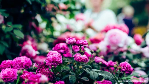 Three-day floriculture and horticulture show will begin at Doddanagudde in Udupi from January 26