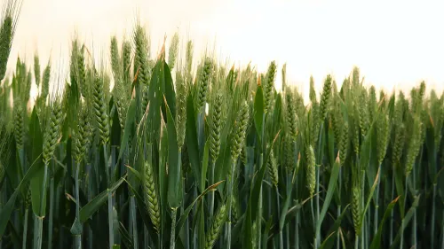 ICAR has developed a new wheat variety to overcome challenges due to rising heat levels