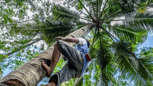 Coconut Development Board has set up a call centre in Kochi to cater to the needs of coconut growers 