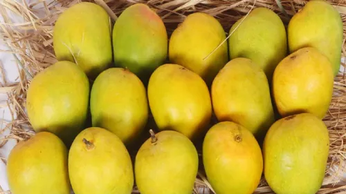 APMC markets across Maharashtra are filling with an abundant stock of Alphonso mangoes