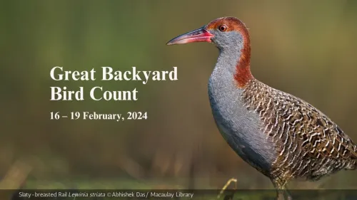 Great Backyard Bird Count from February 16 to 19; bird watchers and environment lovers in Bengaluru are all set to participate