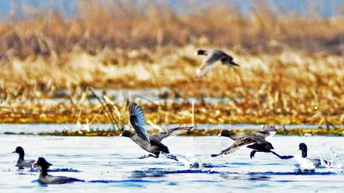 Shallabugh Wetland Reserve is being developed as a major eco-tourism destination in central Kashmi